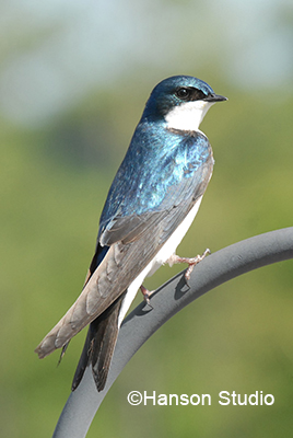 Tree Swallow